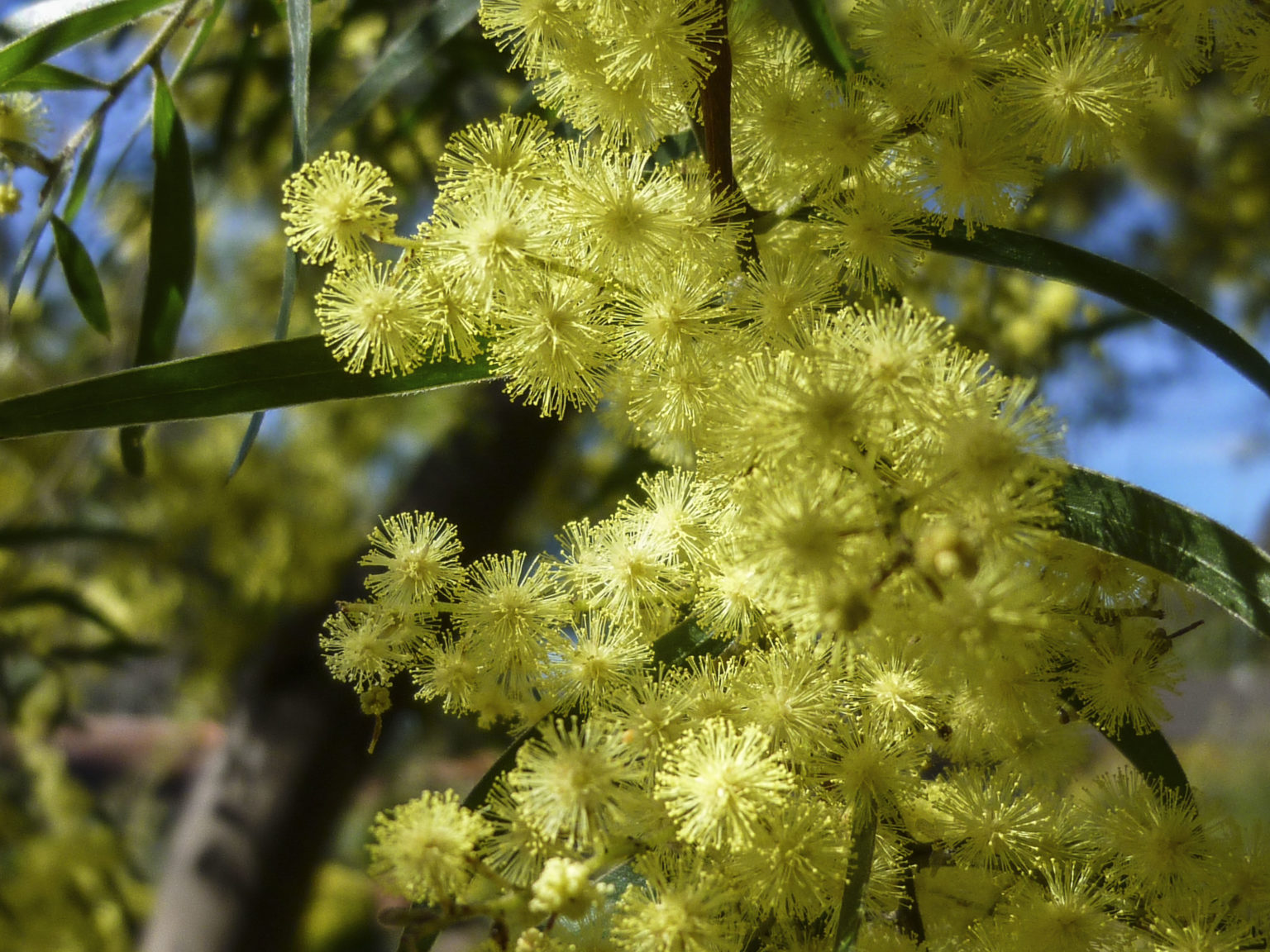 Acacia fimbriata | Australian Plants Society