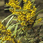 Acacia hakeoides, image Alan Fairley 