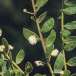 Acacia hispidula, image Alan Fairley 