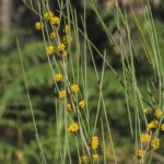 Acacia juncifolia, image Alan Fairley 