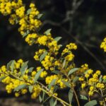 Acacia leucolobia, image Alan Fairley 