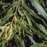 Acacia maidenii, image Alan Fairley 