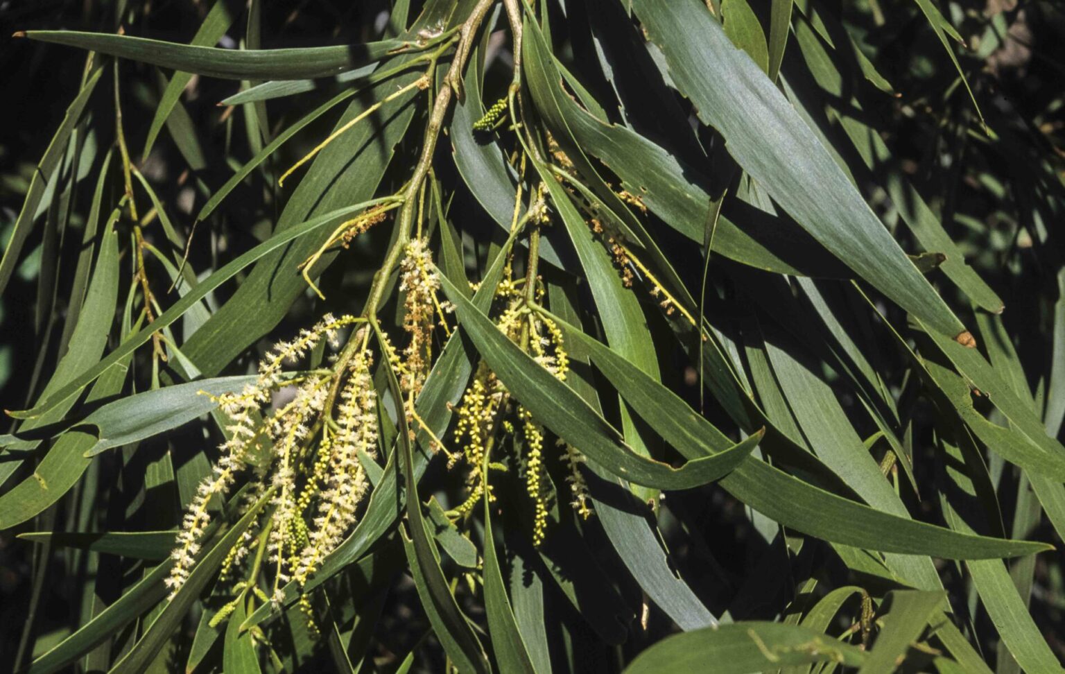 Acacia Maidenii Australian Plants Society