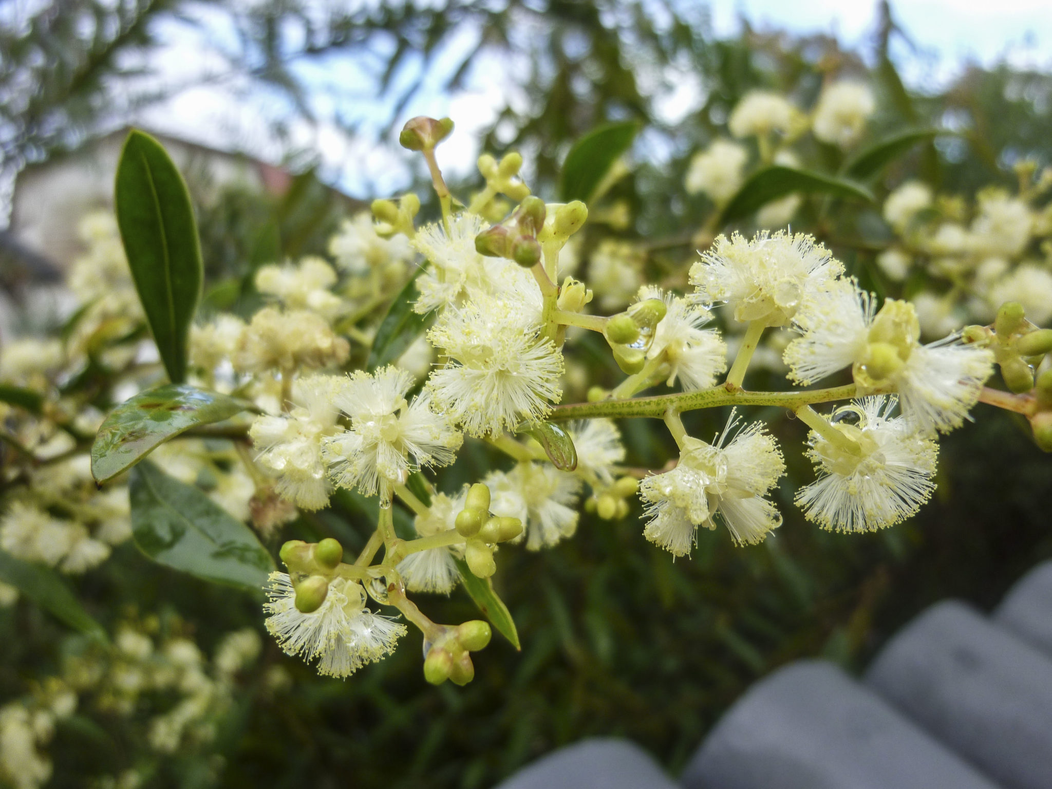 acacia-myrtifolia-australian-plants-society