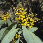 Acacia obliquinervia, image Alan Fairley 