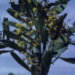 Acacia obtusata, image Alan Fairley 