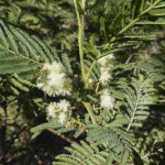 Acacia oshanesii