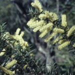 Acacia oxycedrus, image Alan Fairley