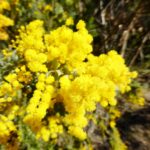 Acacia pravissima, image Warren Sheather