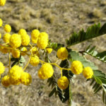 Acacia pruinosa flowers