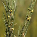 Acacia ptychoclada, image Alan Fairley 