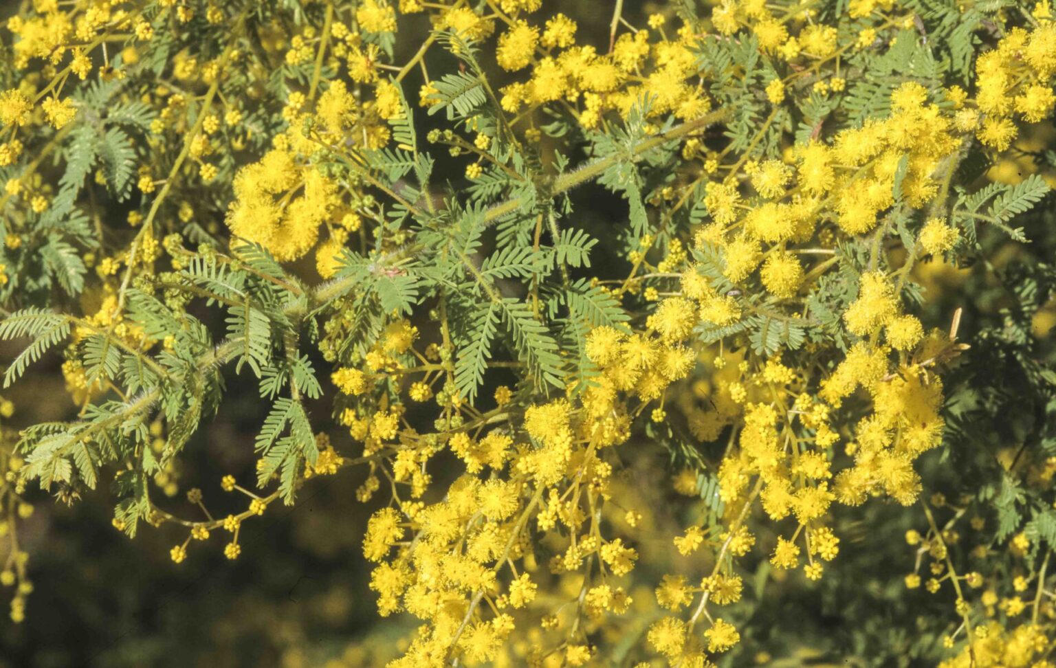 Acacia pubescens | Australian Plants Society