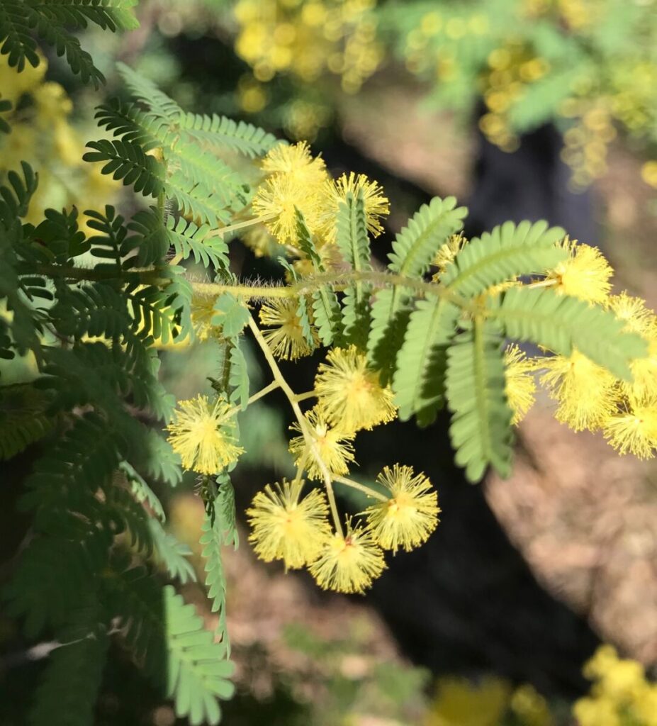 Acacia pubescens detail showing hairy stems Australian Plants Society