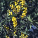 Acacia rubida, image Alan Fairley 