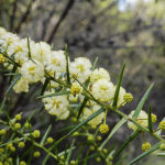 Acacia rupicola flowers