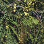 Acacia schinoides, image Alan Fairley 