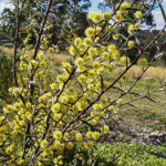 Acacia siculiformis flowers