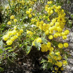Acacia spectablis
