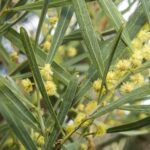 Acacia stricta, image Alan Fairley 