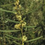 Acacia suaveolens, image Alan Fairley