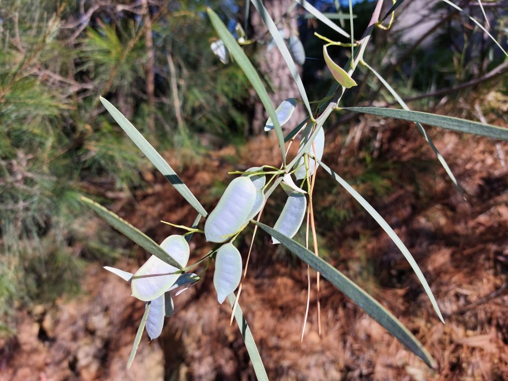 Acacia suaveolens seeds Jeff H Australian Plants Society