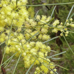 Acacia subulata flowers