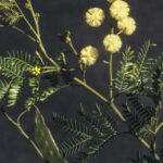 Acacia terminalis, image Alan Fairley