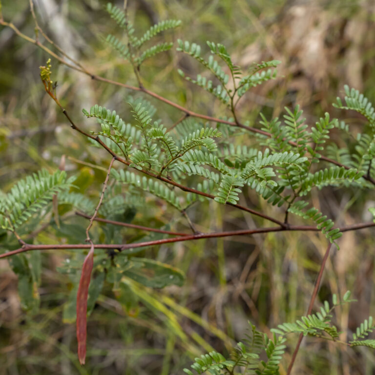 Graines Acacia Terminalis - 10x - Arbuste Australien - Jardin, Terrasse - Hauteur Jusqu'à 6 M - Plante Mellifère - 2