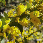 Acacia triptera flowers