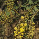 Acacia undulifolia, image Alan Fairley