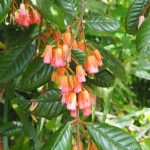 Aceratium ferrugineum - an ornamental rainforest plant