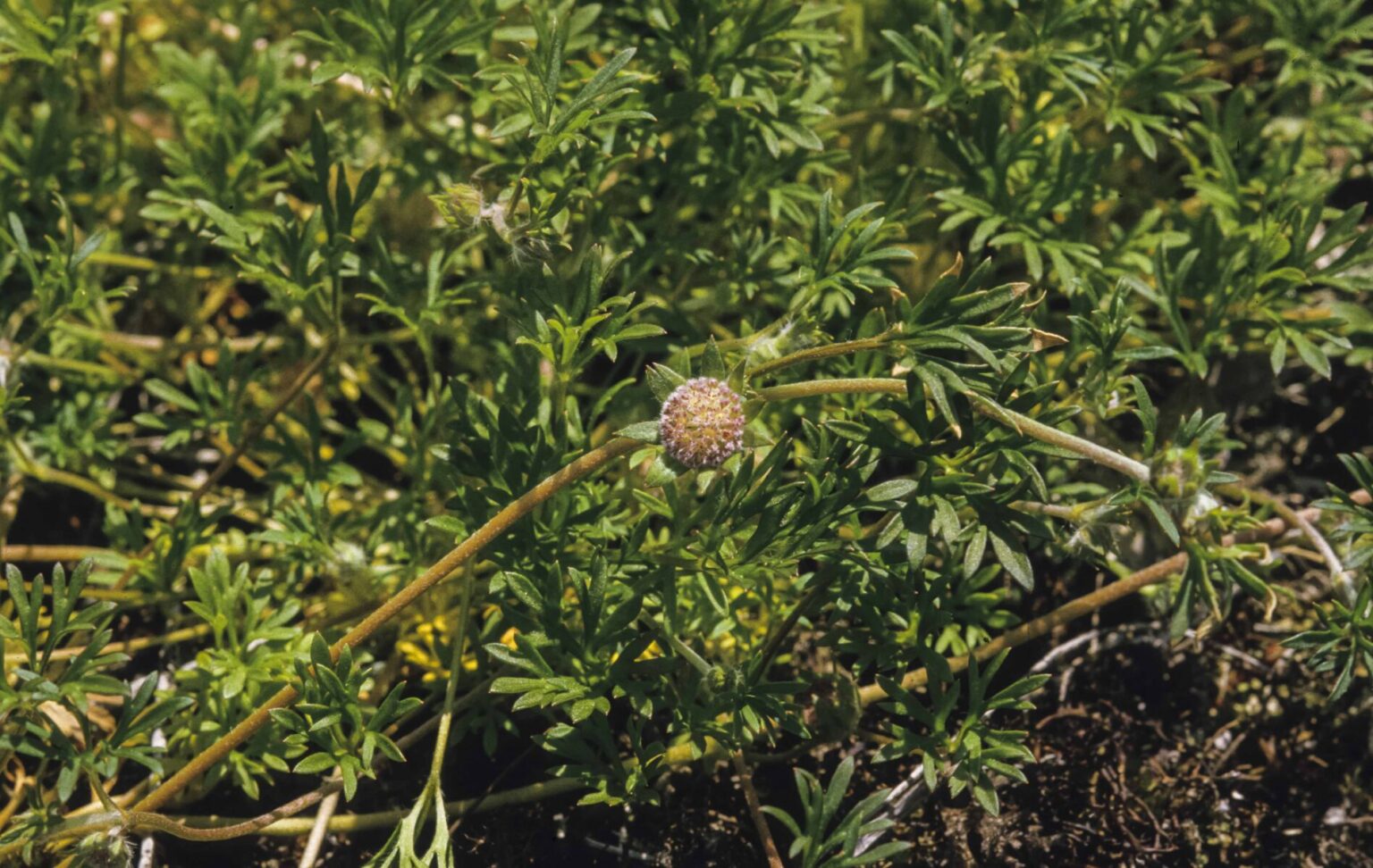 Groundcovers And Other Groundlayer Plants | Australian Plants Society