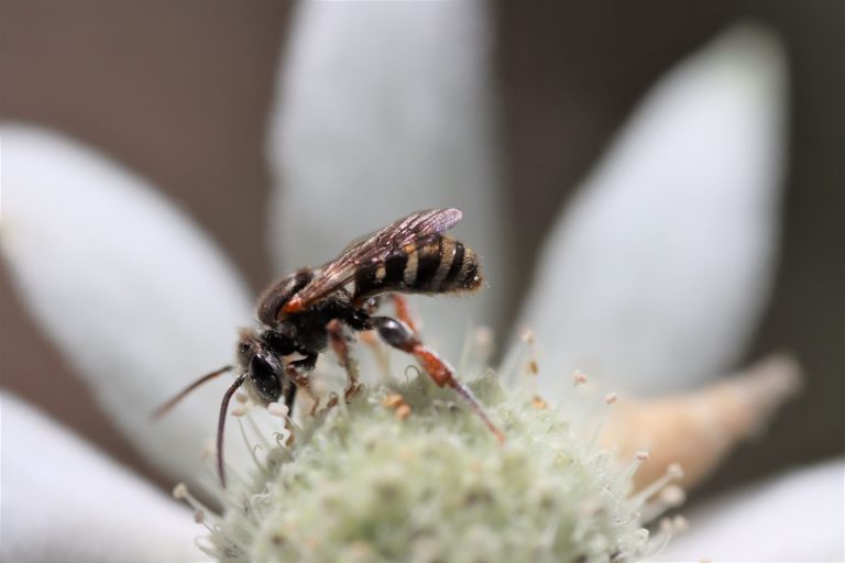 Thrive Insects Insects that thrive on our native plants | Australian Plants Society