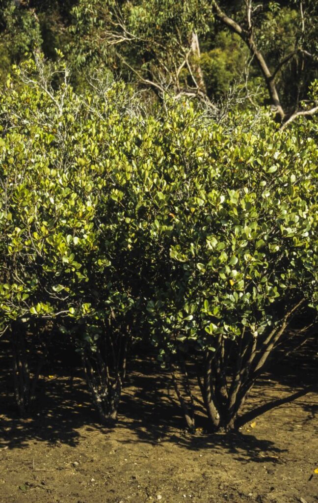 Aegiceras corniculatum | Australian Plants Society