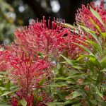 Alloxylon pinnatum, image Heather Miles