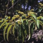 Alphitonia excelsa, image Alan Fairley 