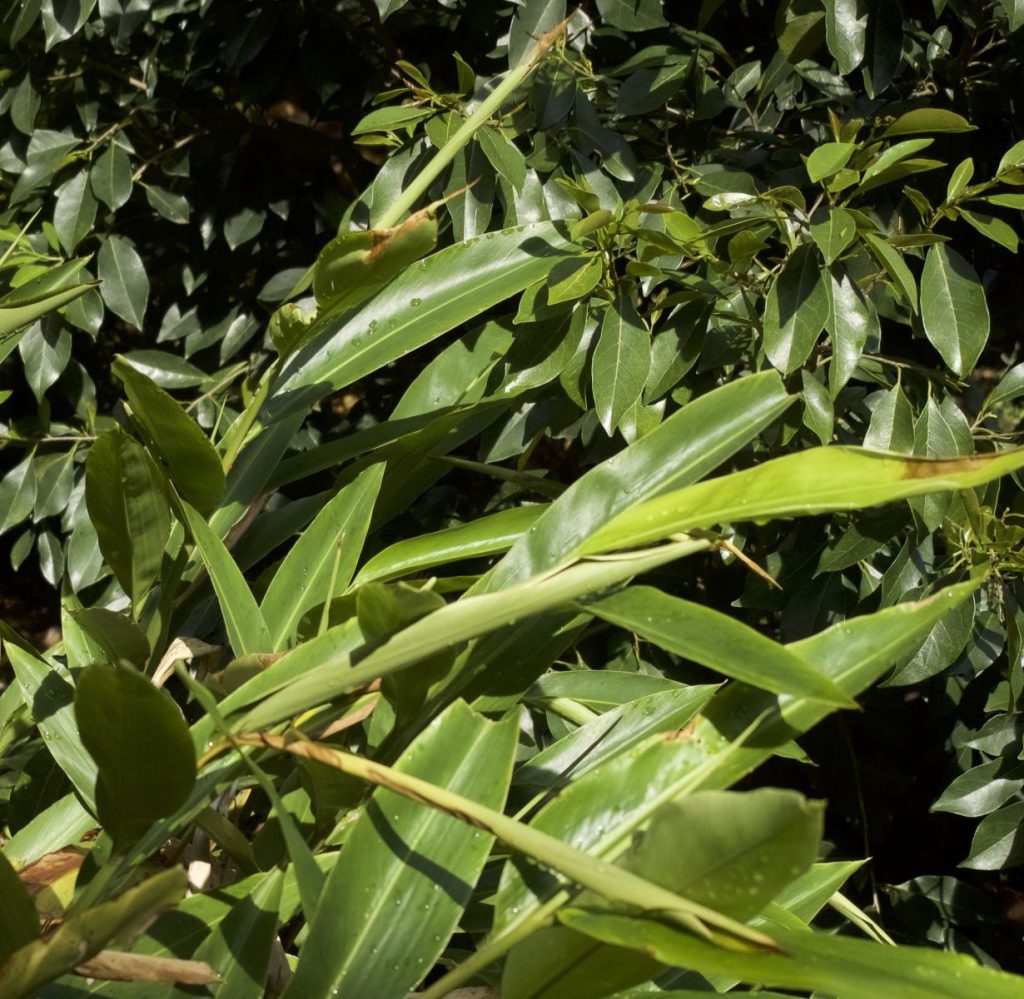 Alpinia caerulea, Native Ginger (1) Australian Plants Society