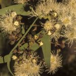 Angophora costata (flowers), image Alan Fairley 