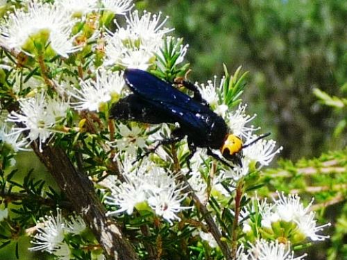 Blue Flower Wasp