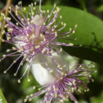 Archirhodomyrtus beckleri flowers, image Jeff Howes 