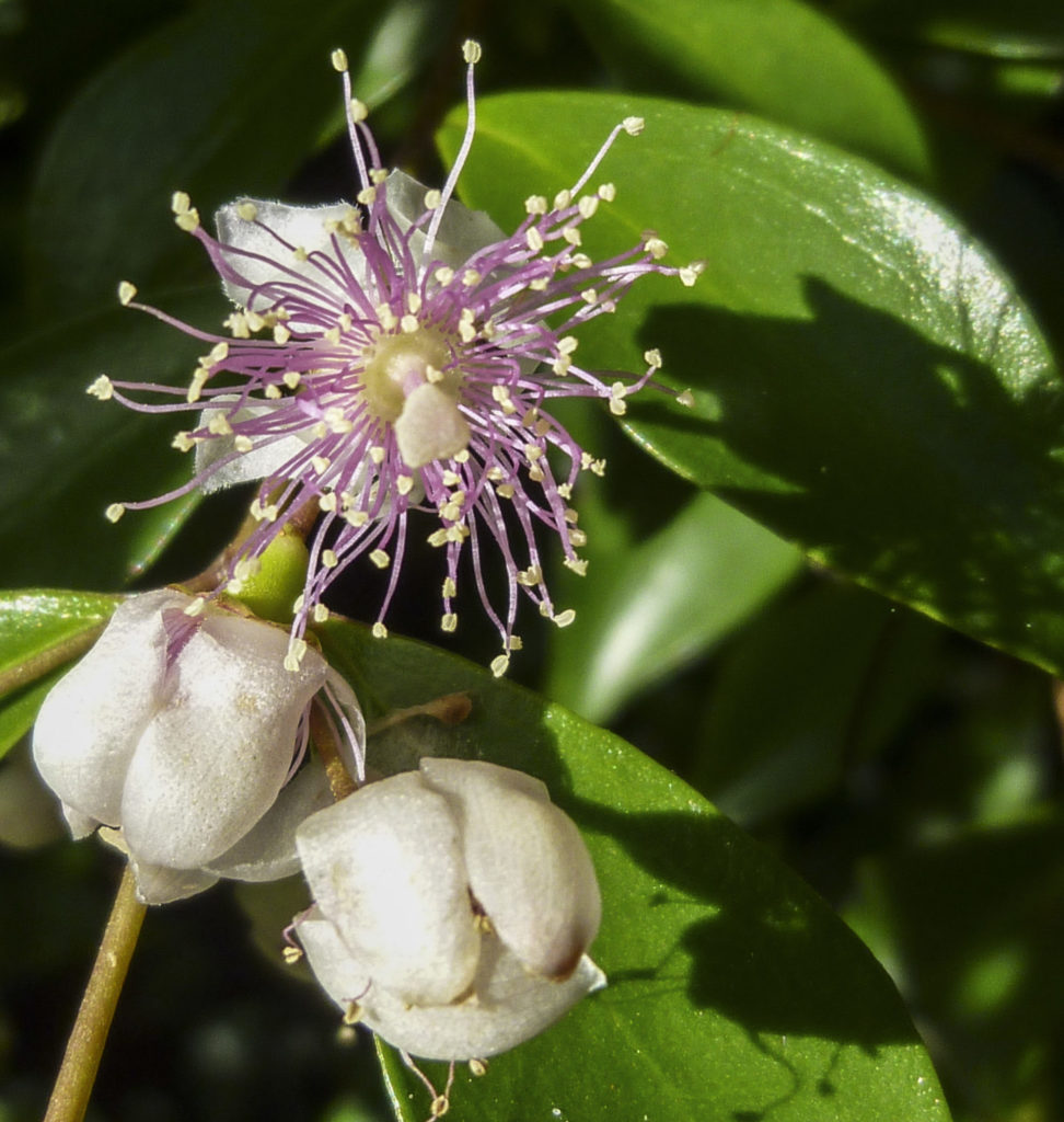 flowers and bud