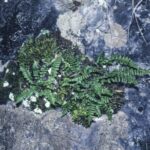 Asplenium trichomanes ssp quadrivalens, image Alan Fairley 