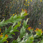 Acacia glaucoptera, image Heather Miles