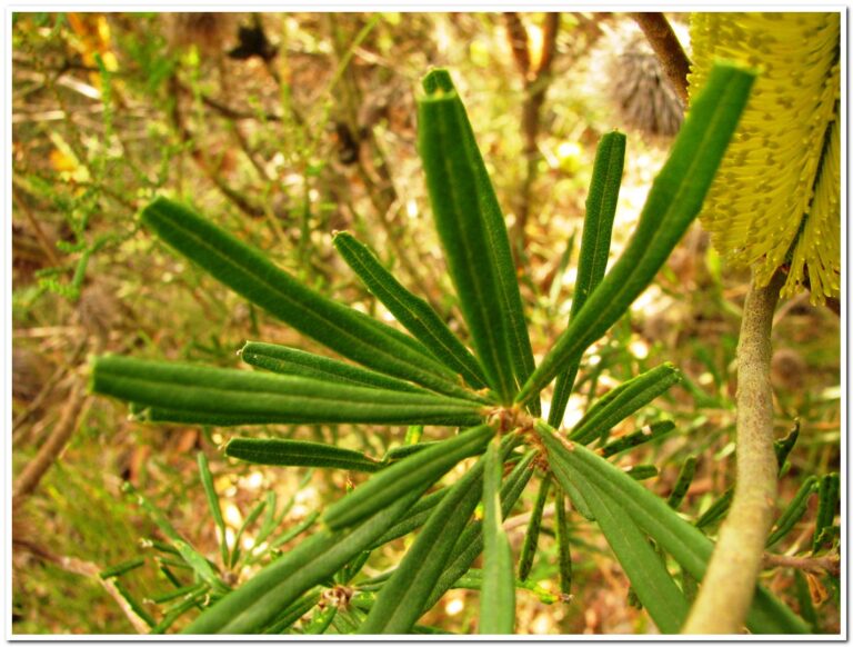B.cunninghamii 2 GF Australian Plants Society