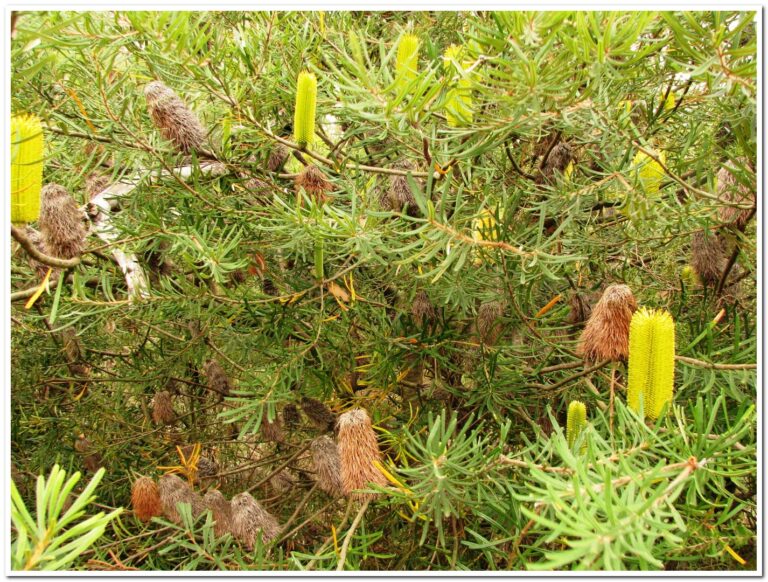 B.cunninghamii 3 GF Australian Plants Society