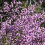 Kunzea parvifolia, by the side of the road, image Heather Miles
