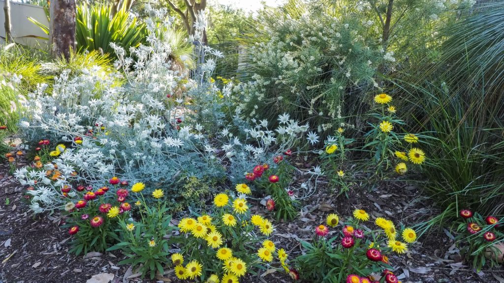 _B146986 Australian Plants Society