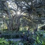 Ficus rubiginosa, Port Jackson Fig, image Heather Miles 