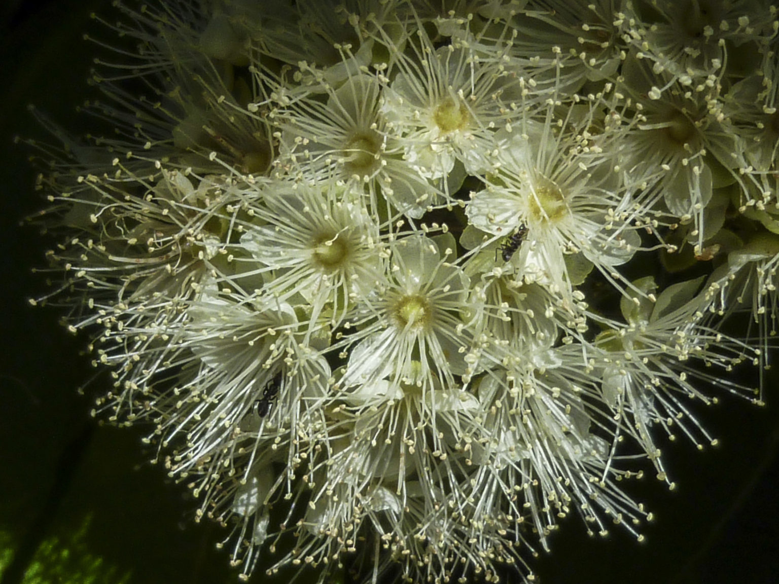 Backhousia citriodora | Australian Plants Society