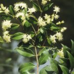 Backhousia myrtifolia, image Alan Fairley 
